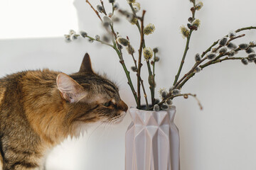Cute tabby cat smelling willow branches close up in sunny light in room. Happy Easter ! Pet and...