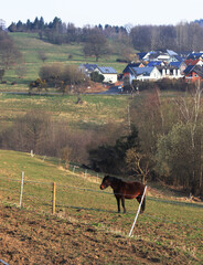 A horse in the croft and the village of Kadenbach in the distance. © Aneta
