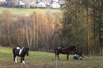 A horses in the croft and the village of Kadenbach far away - obrazy, fototapety, plakaty
