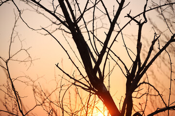 sunset in the forest