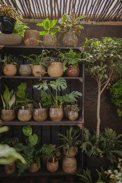 plants in shelf
