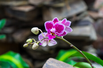 Colombian orchid flower. beautiful pink orchid in natural environment.