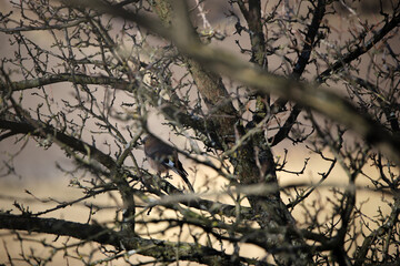 Beautiful bird among the branches of the forest