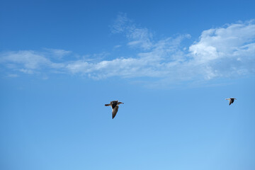 The birds up the sky. image of animal beautiful