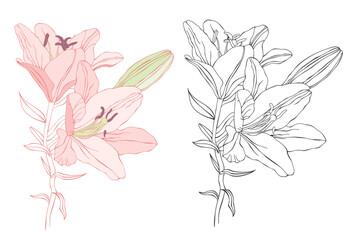 Hand drawn lily. Line art. Doodle art. Perfect for design greeting card, wedding invitation, embroidery, tattoo