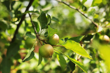 green apple fruits with leaves on the branch.