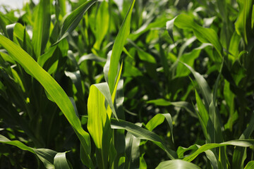 Corn field agriculture. Green nature. Rural farm land in summer. Plant growth. Farming scene. Outdoor landscape. Organic leaf. Crop season
