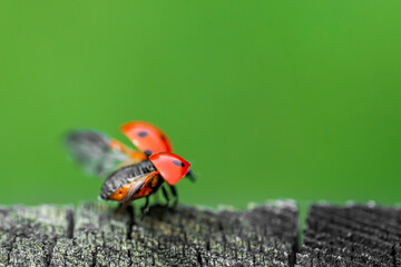 ladybug on a leaf about to fly
