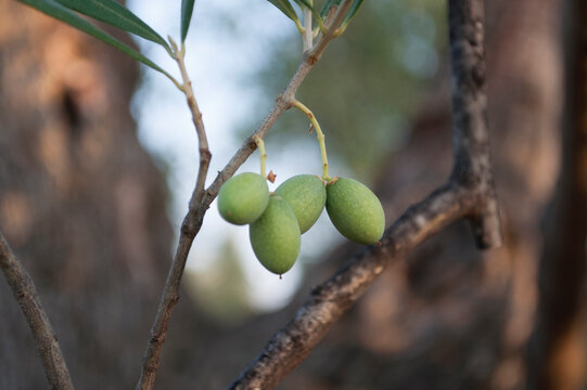 Olives. Olive Tree Detail. Corato, Puglia, Italy
