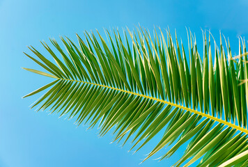 Obraz premium Tropical plant, palm leaf against the blue sky.