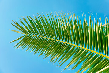 Tropical plant, palm leaf against the blue sky.