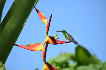 Aves Pequeñas de Esparza - Costa Rica