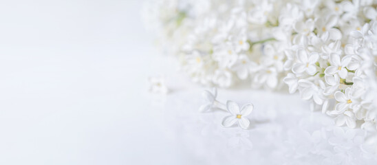 Springtime background with branch of blooming white lilac flowers on a glossy white surface. Romantic banner with free copy space for text