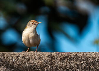 Shallow focus Portrait of a tailor bird standing on a wall against blue background