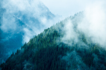 Fototapeta premium Forrest of green pine trees on mountainside with rain, Cascade national park,WA, USA