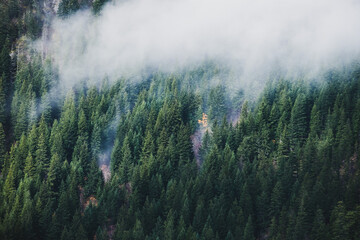 Forrest of green pine trees on mountainside with rain, Cascade national park,WA, USA
