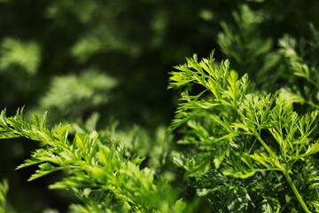 Young green carrot leaves texture. Agriculture background with green carrot leaves. Young carrot plant sprouting out of soil on a vegetable bed