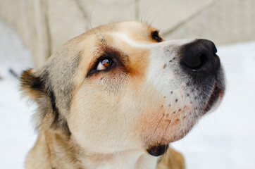 Central Asian Shepherd Dog Alabai, profile portrait.