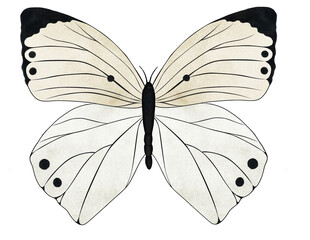 White Butterfly B