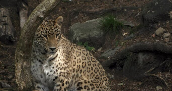 Beautiful leopard sitting and observing, close up