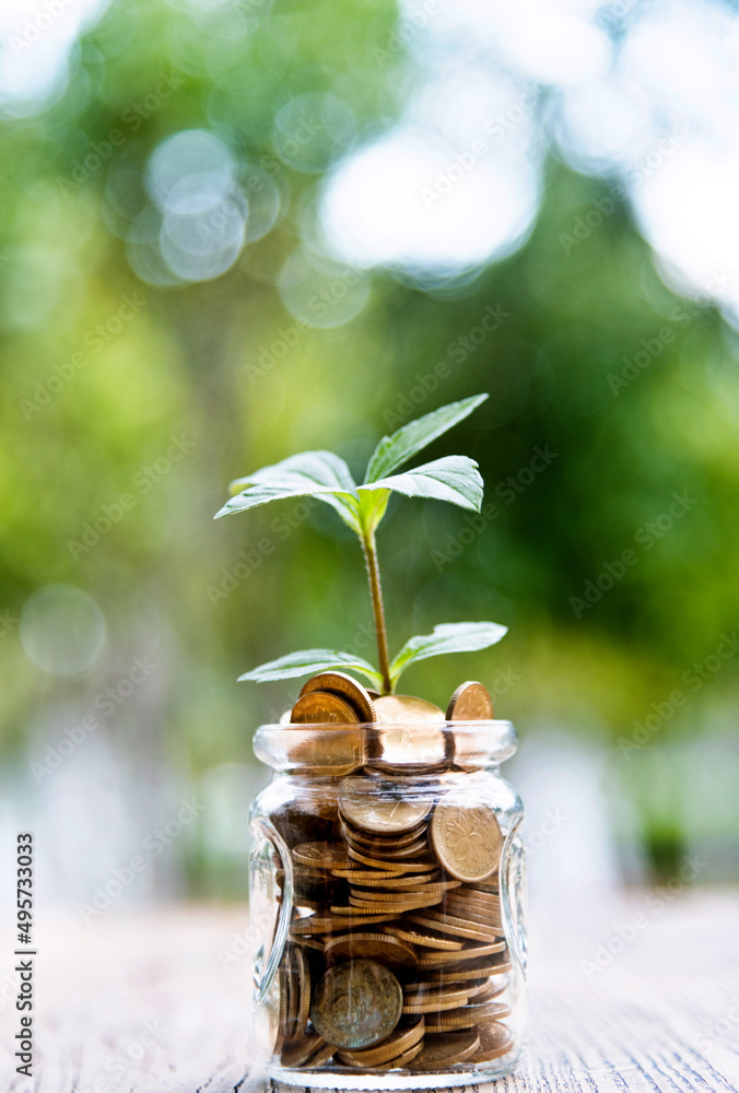 Wall mural green plant growing in glass jar with coins