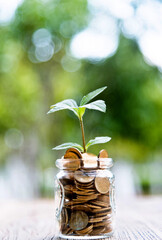 Fototapeta na wymiar Green plant growing in glass jar with coins
