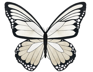 White Butterfly F