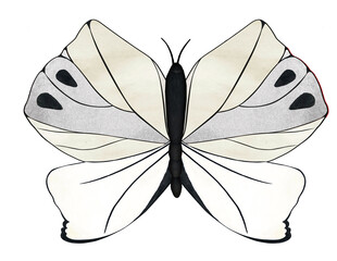 White Butterfly H