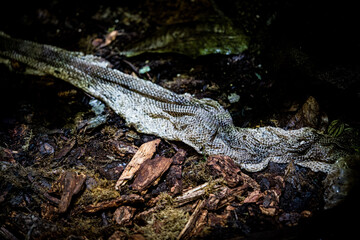 蛇の抜け殻　脱皮　蛇の脱皮　爬虫類