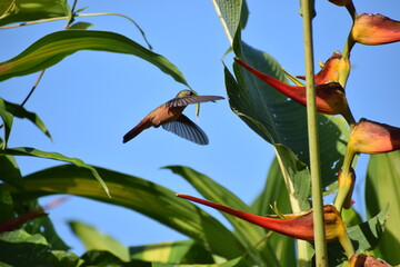 Aves Pequeñas de Esparza - Costa Rica © Ignacio