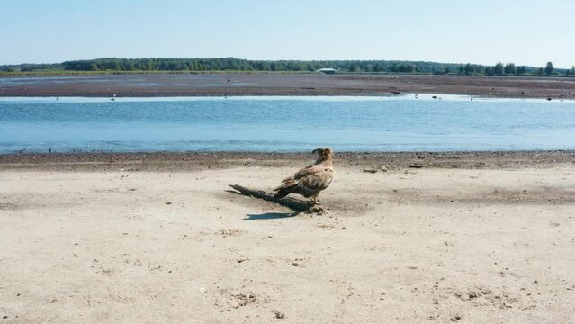 Pallas's fish eagle, Haliaeetus leucoryphus, defecating on summer day, Europe, Belarus