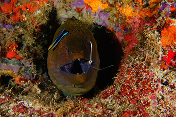 Closeup of a moray eel underwater in Malaysia