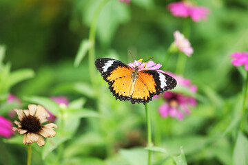 Fototapeta na wymiar Beautiful butterfly in the garden