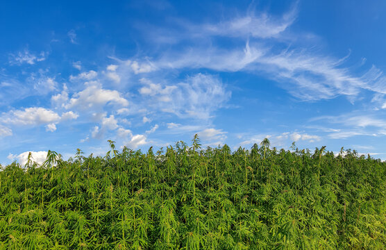 Plantation of cannabis Sativa on a marijuana field under a cloudy sky
