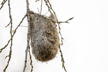 Hanging bird's nest on naked tree branches in Barr Lake State Park, Brighton, Colorado