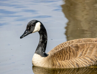 Obraz premium Wild Canadian Goose closeup in Barr Lake State Park, Brighton, Colorado