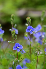 Veronica, Ehrenpreis, viele kleine, blaue Blüten in der Natur