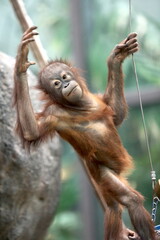 Baby orangutan © Anthony