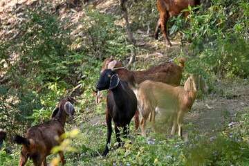 closeup the bunch brown black,red goats eating grass and enjoyed the nature in the forest soft focus natural green brown background.