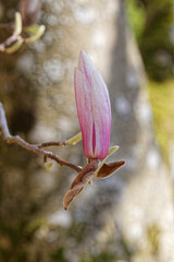 Fleur de magnolia de Soulange avant éclosion au printemps - France