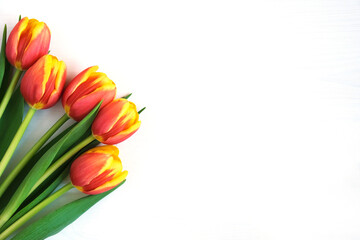 Tulips on white background. Greeting card. 8 March Happy Women's Day. Mother's day. Flat lay. Place for text. Spring. 