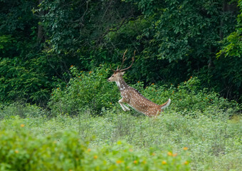 Spotted Deer in flight