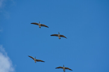A Flock of Canadian Geese in the Sky