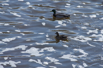 Mallard Ducks in the Water