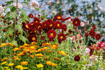red and orange flowers in the garden
