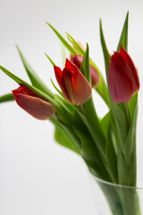 red tulips in a vase on white background copy space, greeting card, postcard, banner, cover, mockup, for your design vertical