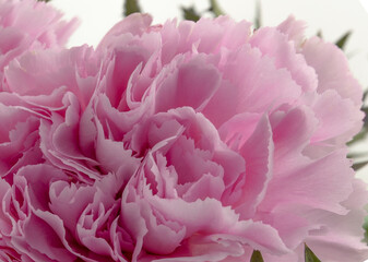 pink carnation flower on white background copy space, greeting card, postcard, banner, cover, mockup, for your design vertical