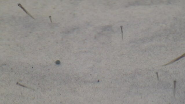 Fish fingerlings, Juvenile fish close-up in clear water on sandy river shore. Macro shoal underwater footage
