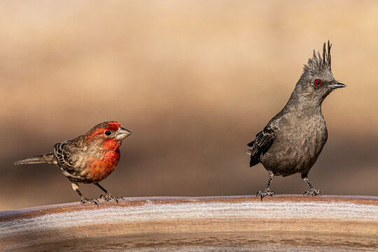Phainopepla bird and House Finch sitting together at a birdbath.
