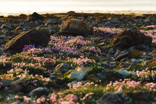 Armeria maritima "Armada Rose" Strandtrift at Torekov's rocky shoreline in Sweden